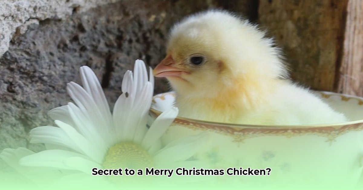 christmas-chicken-tractor-supply